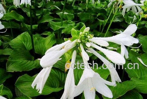 果蔬百科玉簪花-0