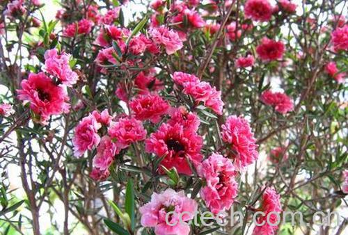 果蔬百科紫萼-0