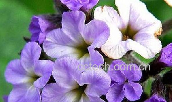 果蔬百科香水草-0