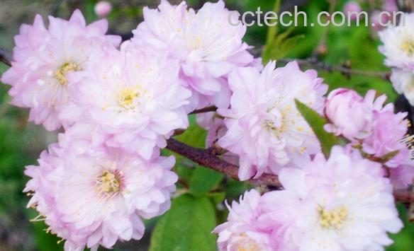 果蔬百科麦李-0