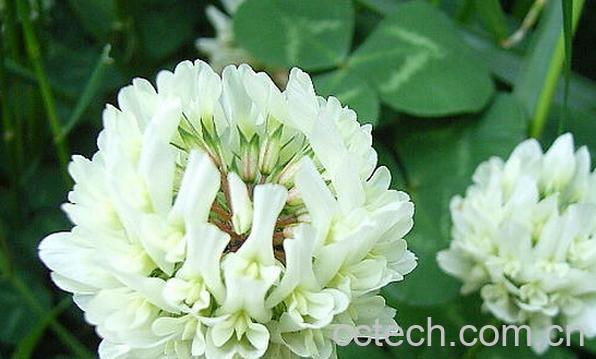 果蔬百科白车轴草-0