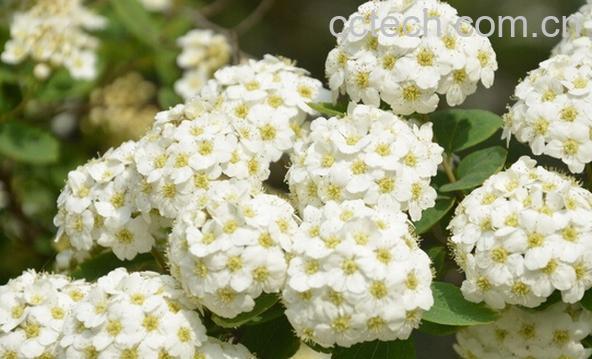 果蔬百科麻叶绣线菊-0