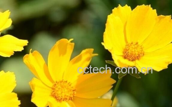 果蔬百科大花金鸡菊-0