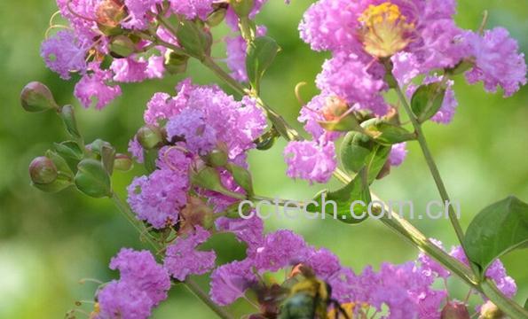 果蔬百科大花紫薇-0