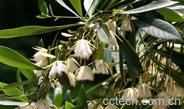 果蔬百科水石榕-0