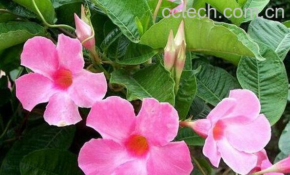 果蔬百科飘香藤-0