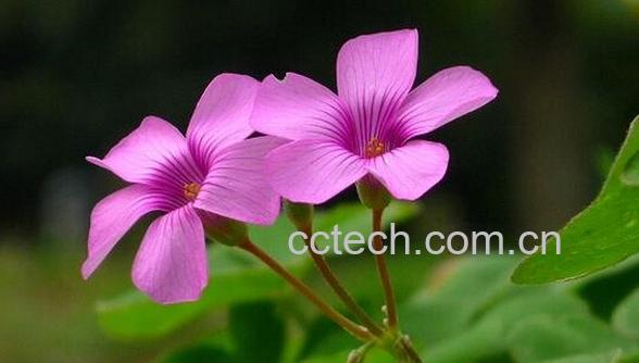 果蔬百科红花m浆草-0