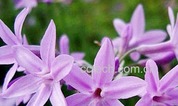 果蔬百科紫娇花-0