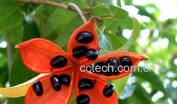 果蔬百科假苹婆-0