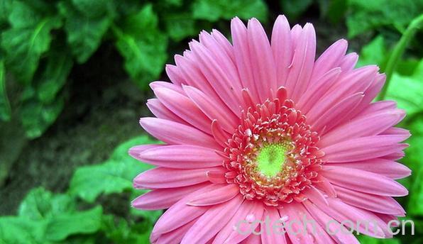 果蔬百科非洲菊-0