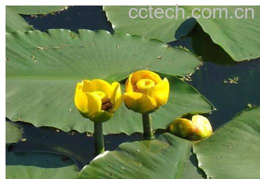 果蔬百科兰花-0