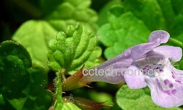 果蔬百科活血丹-0