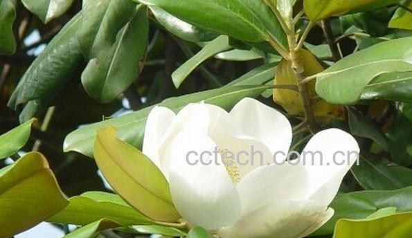 果蔬百科荷花玉兰-0