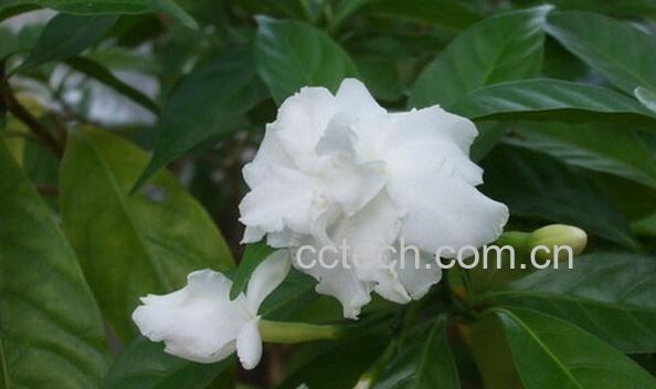 果蔬百科狗牙花-0