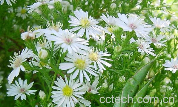 果蔬百科白晶菊-0