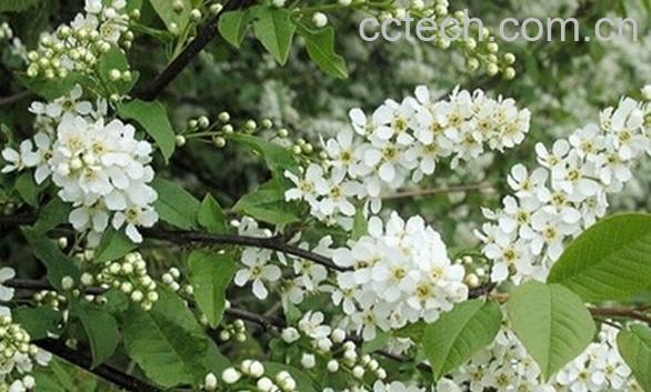 果蔬百科稠李-0