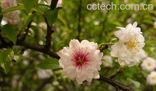 果蔬百科郁李-0