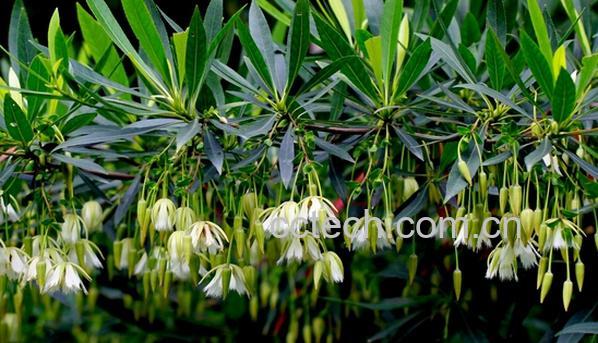 果蔬百科尖叶杜英-0