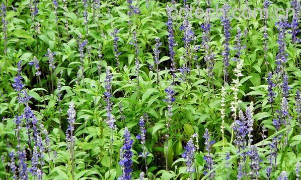 果蔬百科蓝花鼠尾草-0
