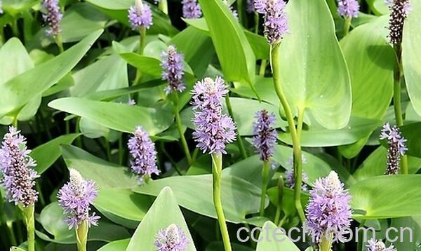 果蔬百科梭鱼草-0