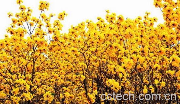 果蔬百科黄花风铃木-0