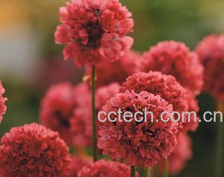 果蔬百科海石竹-0