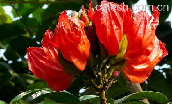 果蔬百科火焰木-0