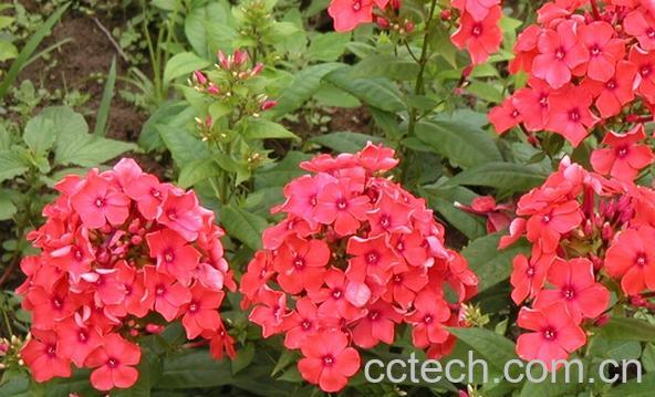 果蔬百科福禄考-0