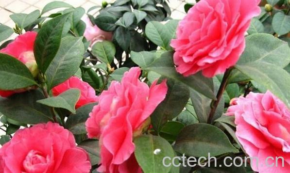 果蔬百科茶梅-0