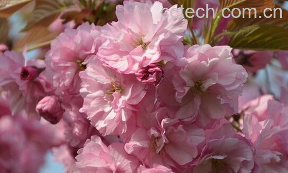 果蔬百科日本晚樱-0