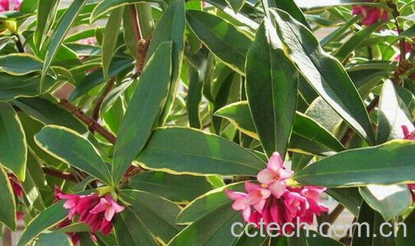 果蔬百科金边瑞香-0