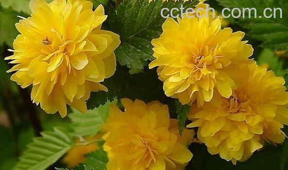 果蔬百科棣堂-0