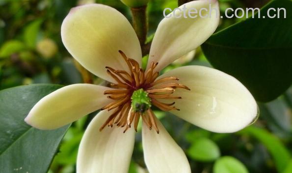 果蔬百科含笑花-0