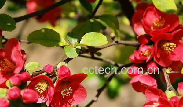 果蔬百科贴梗海棠-0