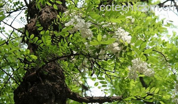 果蔬百科刺槐-0