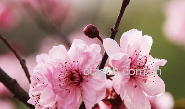 果蔬百科杏花-0