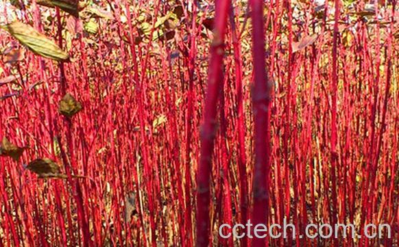 果蔬百科红瑞木-0