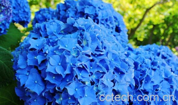 果蔬百科绣球花-0