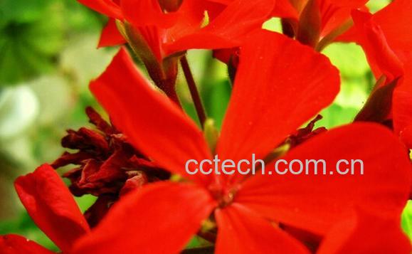 果蔬百科天竺葵-0