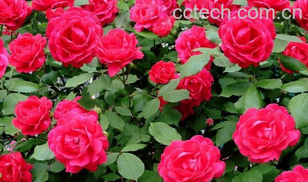 果蔬百科蔷薇花-0