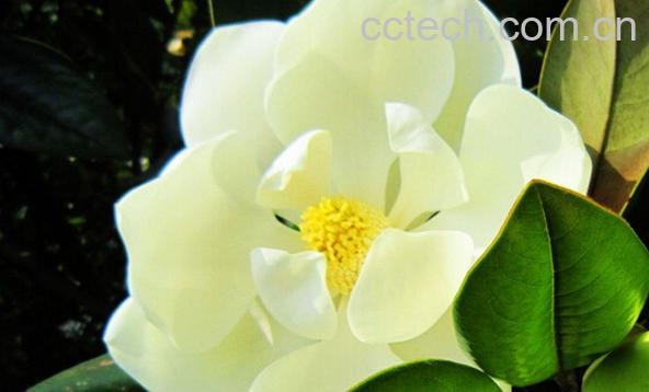 果蔬百科玉兰-0