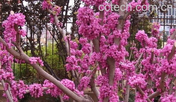 果蔬百科紫荆-0