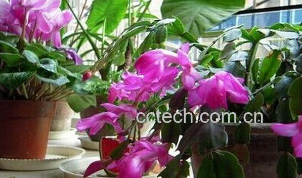 果蔬百科蟹爪兰-0