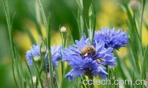 果蔬百科矢车菊-0