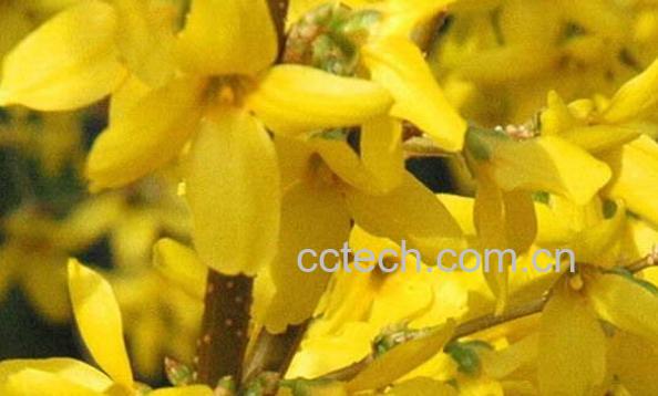 果蔬百科金钟花-0