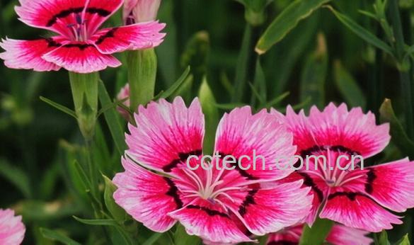 果蔬百科石竹-0