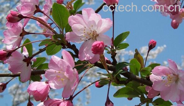 果蔬百科垂丝海棠-0