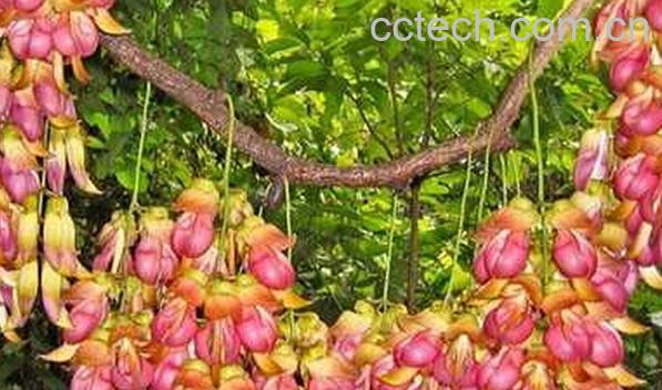 果蔬百科禾雀花-0