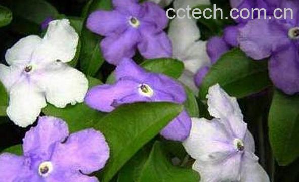 果蔬百科鸳鸯茉莉-0