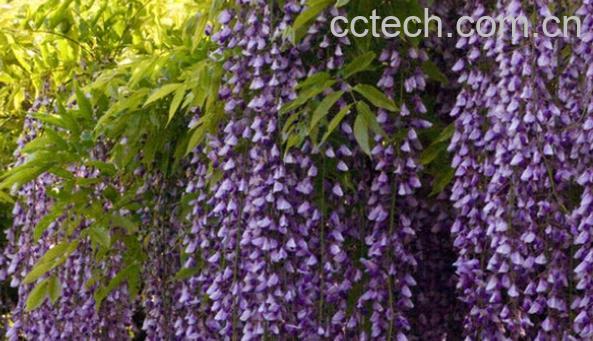 果蔬百科紫藤-0